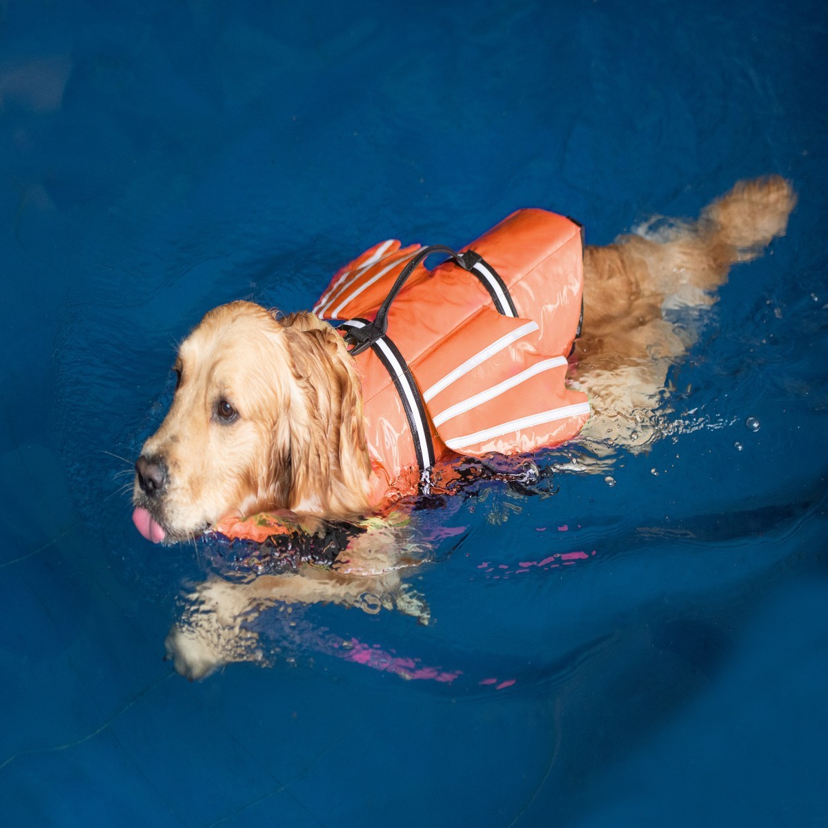 Gilet de sauvetage pour chiens - Life Jacket avis et prix